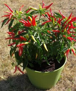 Hot Pepper Seeds - Organic Heirloom Chili Seed Variety Pack for Planting - Cayenne, Jalapeno, Habanero, Poblano, and More 52 71f74NclmUL