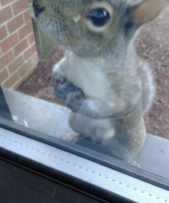 Hampton Farms - USA Grown All-Natural - Fancy Roasted In-Shell Unsalted Peanuts - 5 lb. Bag Basic pack 40 71f8ONSjNAL