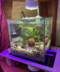 Marina CUBUS Glass Betta Kit – Elegant Glass Aquarium for Homes or Offices 39 71f9ADt5vL