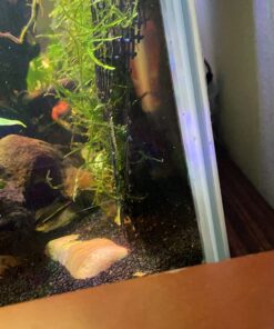 Luffy Decorative Wall or Floor Mesh Kit, 2 Pieces 35 71f9rhcJYNL