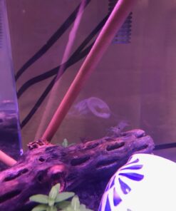 SunGrow Cholla Wood, 5” Climbing Logs, Chew Toy, Aquarium Fish, Snail & Shrimp Driftwood, Décor Adds Raw Beauty, 3 Pack (3 Pieces, 5 inches) 53 71fA5vEvyhL 3