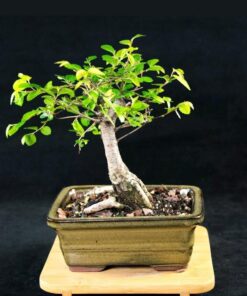 Dyna-Gro BON-008 8 oz Bonsai-Pro Liquid Plant Food, Yellow 29 71fDmaGKpL