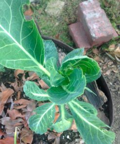 TeaDrops Organic All Purpose Plant Fertilizer – 16 Liquid Indoor House Plant Food Packets – Make up to 32 Gallons (Easy use in Watering Can & Containers, Ecofriendly) All Purpose Fertilizer 57 71fDq5RCQnL 1