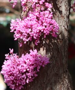 Canon EOS M Mount Adapter 41 71fEJwtmW2L