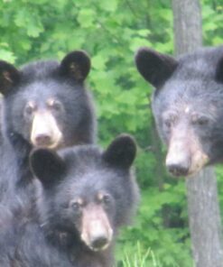 The Gifts of Imperfection: Let Go of Who You Think You're Supposed to Be and Embrace Who You Are 21 71fFKY7uw9L