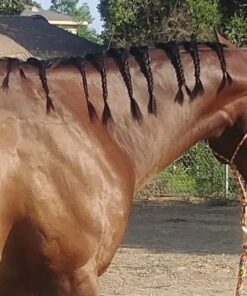 World-Class Grooming for Horses: The English Rider's Complete Guide to Daily Care and Competition 6 71fGIV3BKJL