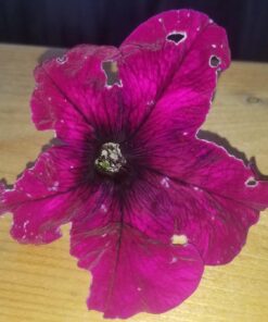 Monterey LG6332 Bacillus Thuringiensis (B.t.) Worm & Caterpillar Killer Insecticide/Pesticide Treatment Concentrate, 16 oz 1 pint (16 oz.) 35 71fJcFgklOL