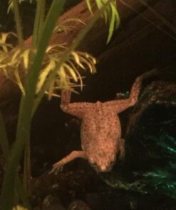 Seachem Flourish Tabs Growth Supplement - Aquatic Plant Stimulant 10 ct 26 71fMJ3Zh pL