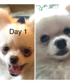 ANGELS' EYES PLUS Tear Stain Prevention Beef Powder for Dogs | All Breeds | No Wheat No Corn | Daily Support for Eye Health | Proprietary Formula |Limited Ingredients | Net Content 75g 23 71fMNGYXQJL