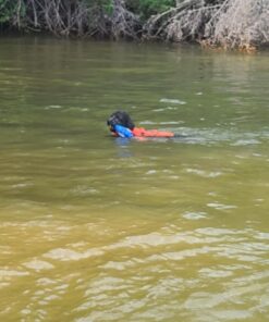 Outward Hound Granby Splash Orange Dog Life Jacket, Medium Granby (Flotation) Medium (Chest Girth: 21"-27") 32 71fQ7Y7OnkL