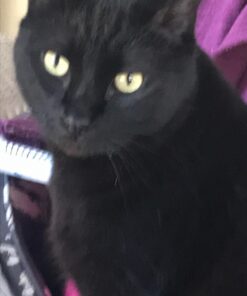 Meow Mix Tender Centers Dry Cat Food, Salmon & Chicken, 13.5 Pound Bag 13.5 Pound (Pack of 1) 41 71fUDgDukSL