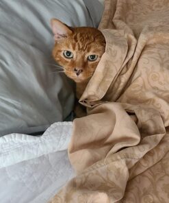 Regalo Home Accents Extra Tall & Wide Baby Gate, Bonus Kit, Includes Décor Steel With Hardwood, 4" Extension Kit, 4 Pack Pressure Mount Kit & Wall Cups 37 Inch Tall 24 71fUR1QrOTL