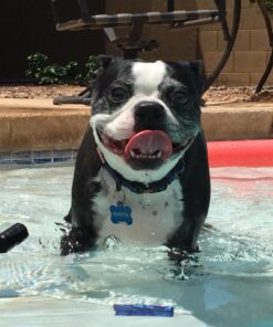 Triumph Dog Turkey, Pea, & Berry Grain Free Jerky, 24-Ounce 1.5 Pound (Pack of 1) 45 71fVyMMismL 1