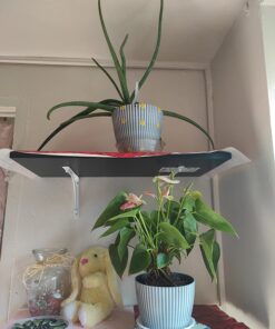 Miracle-Gro Cactus, Palm & Citrus Soil - For Containers , Added Fertilizer Feeds for 6 Months, 8 qt. Potting Mix 32 71fZSnYjd6L