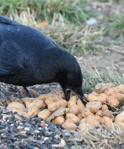 Hampton Farms - USA Grown All-Natural - Fancy Roasted In-Shell Unsalted Peanuts - 5 lb. Bag Basic pack 30 71fan3BpsZL