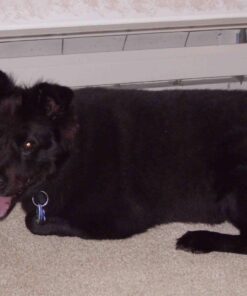 Zuke's Hip Action Hip & Joint Natural Dog Treats Crafted in the USA, 16 Ounce (Pack of 1) Peanut Butter & Oats 1.00 Pound (Pack of 1) 35 71farQVSmRL