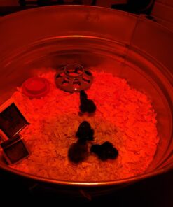 iTavah Egg Incubator, Chicken Incubators for Hatching Eggs with Automatic Egg Turning and Temperature Control, 9-12 Eggs Poultry Hatcher for Chicken Duck Bird 37 71fcgAn5hbL