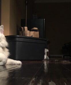 Comfort Zone with Feliway Diffuser Kit for Cat Calming, 1 Diffuser and 1 Refill 24 71fehz4wuBL