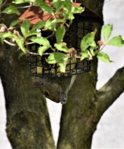 More Birds Double Suet Cage Bird Feeder with Metal Roof, Fruit and Suet Feeder, 2 Suet Cake Capacity Brown Double Cage 34 71ffly0lzKL