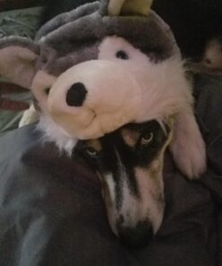 Super Z Outlet Cute Plush Animal Hat Winter Warm Winter Fashion Clothing Accessories (Husky/Wolf-Short) Grey 32 71fhNu4xjL