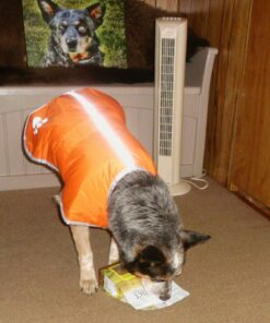 Zack & Zoey Nor'easter Blanket Coat for Dogs, 20" Large, Orange 1 L (Neck: 17", Girth: 28", Back: 20") 30 71fhYnPXXGL 3