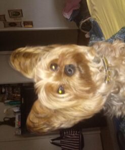 Milo's Kitchen Dog Treats, Chicken Meatballs, 18 Ounce 18 Ounce (Pack of 1) 39 71fj8XuDCvL