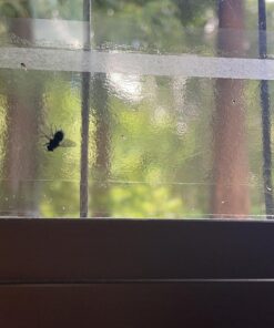 Window Fly Traps by Catchmaster - 12 Count, Ready to Use Indoors. Insect, Bugs, Fly & Fruit Fly Glue Adhesive Sticky Paper - Waterproof Easy Application Ready Disposable Non-Toxic 12 Traps 29 71foffyjNsL 1