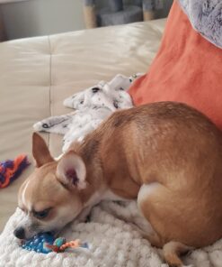 Petstages Mini Dental Chew Starter Pack for Puppies - 3 Pack Mini Chew 3 Pk 29 71fogGmutL