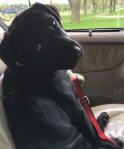 Dutchy Brand PetsLovers Durable Dog Seatbelt - Heavy Duty Strap, Reflective Lines, 2 Adjustable Sizes (15-25in or 22-37in) 6 71fpbYvXjsL