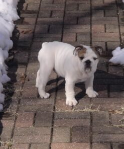 GREENIES Original Regular Natural Dog Dental Care Chews Oral Health Dog Treats, 27 oz. Pack (27 Treats) 27 Count (Pack of 1) 52 71fs4cm8QwL 1