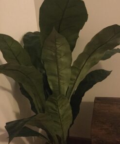 Nearly Natural 6739 Birdsnest Plant, 3.5-Feet, Green 20 71ftOu4SZ3L