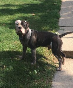 Leashboss Short Dog Leash for Dog Training | Padded Traffic Handle Short Leash for Dog Training, Total Comfort when Dog Walking | Traffic Leash for Dogs Large, Medium, Small | Short Nylon Dog Lead 12 Inch Black 44 71fvHMsujfL