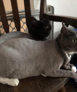 Maxshop Dog Grooming Kit, Low Noise Rechargeable Dogs Shaver Clippers Electric Quiet Dog Hair Trimmer for Dogs and Cats with Comb Guides Scissors Nail Kits (Gold Black) Gold Black 63 71g1DYEKI8L