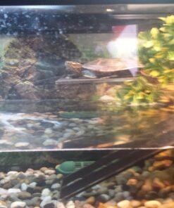 OASIS #64226 Turtle Ramp - Large 16-Inch by 11-Inch by 4-1/2-Inch, Black 42 71g4qzAw0YL