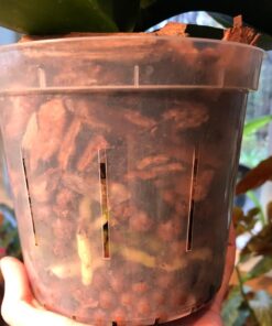 Expanded Clay Pebbles LECA Grow Media for Plants, Orchids, DWC Hydroponics, Aquaponics, Aquaculture Garden Soil Additive Conditioner Amendment Ceramsite Aggregate Cz Garden 2 LBS Cz Expanded Clay Pebbles 40 71g5PkrQvQL