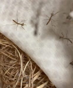 Praying Mantis Egg Case with Hatching Habitat Cup - 2 Praying Mantids Egg Cases 2 Egg Pod Habitat Cup 42 71g5clmuwRL