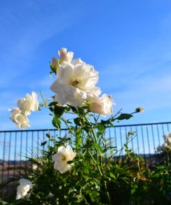 Nikon AF-P DX NIKKOR 10-20mm f/4.5-5.6G VR Lens Black Lens Only 44 71g65SiEyxL