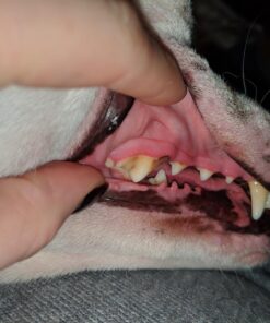 Proden PlaqueOff Dental Care for Dogs and Cats, 180gm 49 71g69fJaPXL