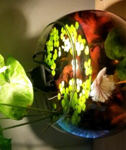 12 Amazon Frogbit (Limnobium Laevigatum), Live Aquarium/Aquatic Floating Plant by G&Z 29 71g8y0aBPGL