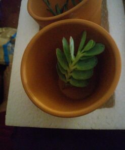 FATPLANTS 10 Living Succulent Cuttings 70 71gHdbGNCaL