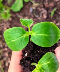 Seed Needs, Lemon Cucumber Seeds - 50 Heirloom Seeds for Planting Cucumis sativus - Fresh Yellow Fruits to Slice and Snack, Non-GMO & Untreated (1 Pack) 1 Pack (50 Seeds) 11 71gJWGeJtRL