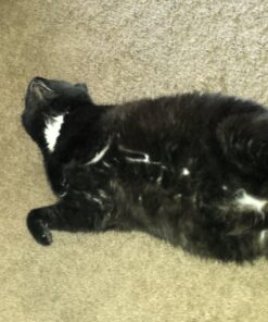 Purina Fancy Feast Limited Ingredient Wet Cat Food Complement, Broths - (16) 1.4 oz. Pouches Tuna, Shrimp & Whitefish 1.40 Ounce (Pack of 16) Standard Packaging 27 71gKKIqmkcL