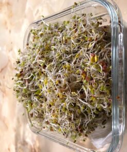 Todd's Seeds® Broccoli and Friends Sprouting Seed Mix, One Pound 37 71gKxHOXQnL
