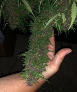 Humboldts Secret Set of A & B Liquid Hydroponics Fertilizer - World's Best Nutrient System – Hydroponic Nutrients for Outdoor, Indoor Plants – Supports Vegetative and Flowering Stages of Plants 32 Ounce 35 71gNRGptrYL