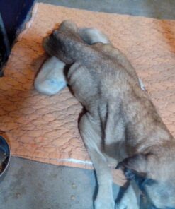 Purina Pro Plan High Protein, Digestive Health Large Breed Dry Dog Food, Chicken and Rice Formula - 34 Lb. Bag Chicken & Rice 34.00 Pound (Pack of 1) 49 71gQ1GV1qoL