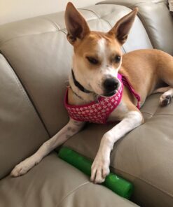 KONG - Squeezz Stick - Strong Squeaky Dog Toy, Squeaks even if punctured - For Large Dogs (Assorted Colors) 31 71gS4EcFYL