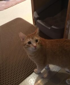 iPrimioJUMBO SIZE Cat Litter Trapper - EZ Clean (Brown/Tan) - 32 inches by 30 inches / Super BIG. Exclusive Water Proof Layer and Puppy Pad Option. Patent Pending. 32x30 - Brown 33 71gWpm9YvL