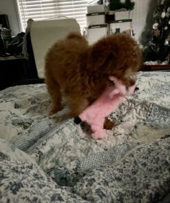 SHARLOVY Dog Squeaky Toys No Stuffing 6 Pack Dog Toys Crinkle Dog Toys for Small Dogs Durable Dog Chew Toys Plush Cute Animals Natural Puppy Toys for Teething Pet Toys Squeak 28 71gWzAdpQL