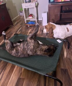 Coolaroo Gale Pacific The Original Cooling Elevated Dog Bed, Indoor and Outdoor, Large, Brunswick Green, 51.00" x 31.50" x 8.00" 51.0"L x 31.5"W x 8.0"Th 34 71gZIeUDzL