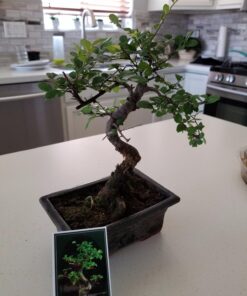 9GreenBox Chinese Elm Bonsai Tree Style 8 68 71gbnaZVCeL